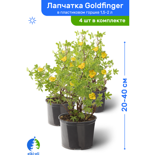 Лапчатка Goldfinger (Голдфингер) 20-40 см в пластиковом горшке 1,5-2 л, саженец, лиственное живое растение, комплект из 4 шт