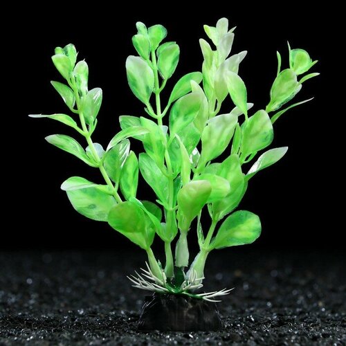 Растение искусственное аквариумное, 10 см, зелёно-белое(5 шт.) растение искусственное аквариумное 4 х 20 см фиолетовое 1 шт