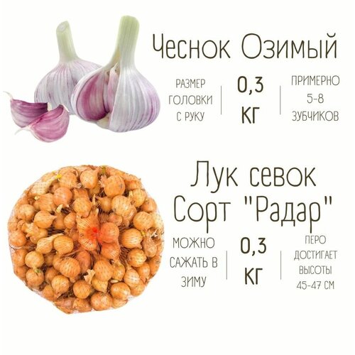 Набор Чеснок Озимый и Лук Севок 0.3 кг набор лук севок 0 5 кг и чеснок озимый 0 5 кг