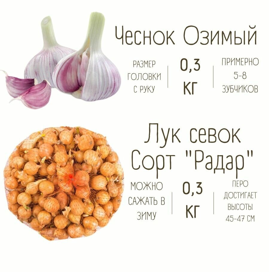Набор Чеснок Озимый и Лук Севок 0.3 кг