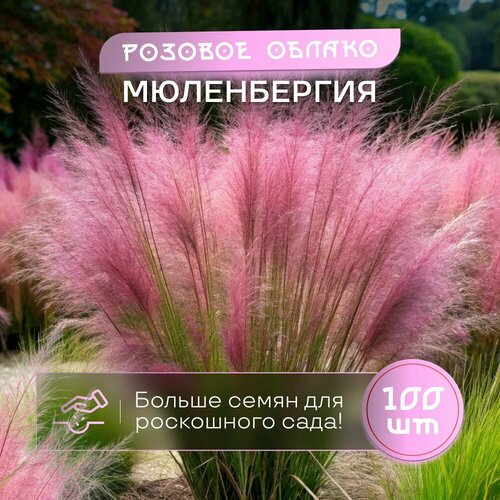 Мюленбергия розовая трава семена 100 шт сертифицированные семена розовый, светлый, розовый