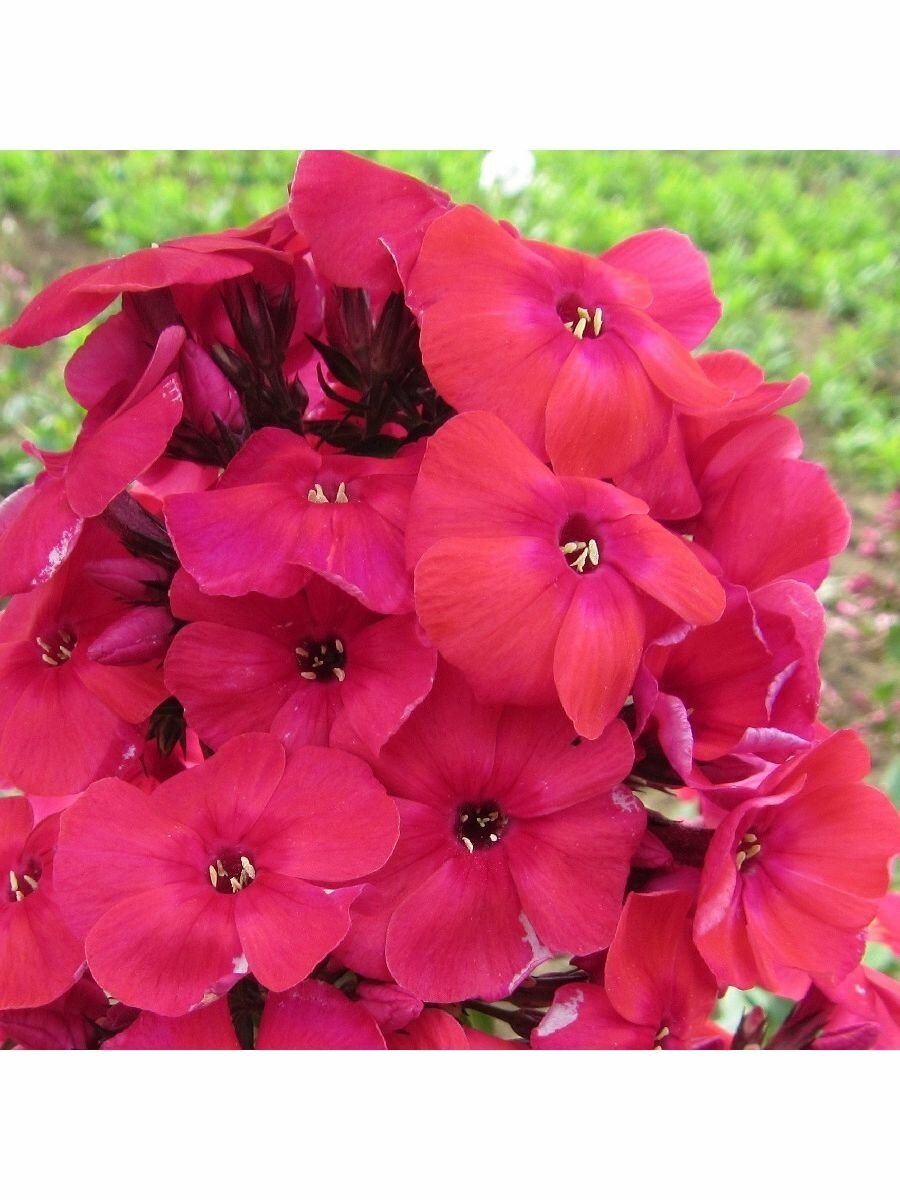 Флокс метельчатый Юник Ред цветки ярки 1шт h50см - фотография № 3