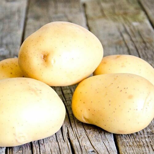 Картофель семенной Импала 2 кг картофель семенной удача вес 2 5 кг однолетнее