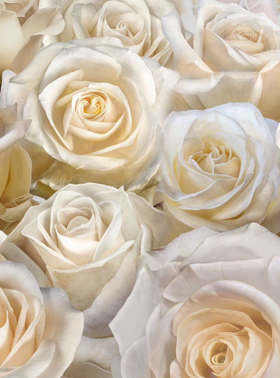 Моющиеся виниловые фотообои GrandPiK Белые розы, 200х270 см