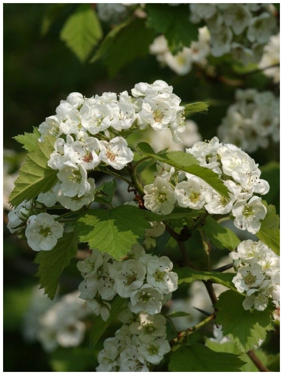 Семена Боярышник шарлаховый (Crataegus coccinea), 10 штук