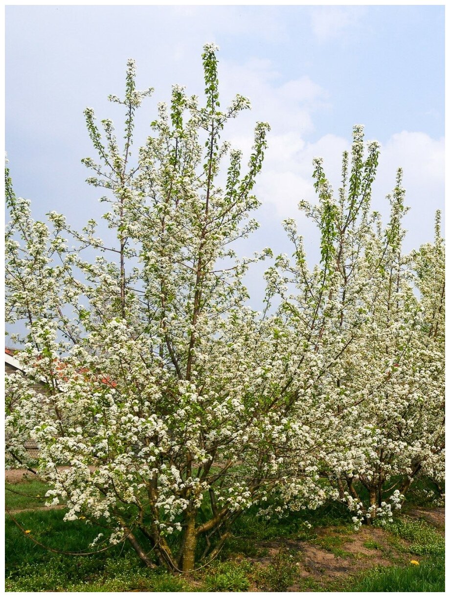 Семена Вишня Антипка (магалебская) / Prunus mahaleb 15 штук