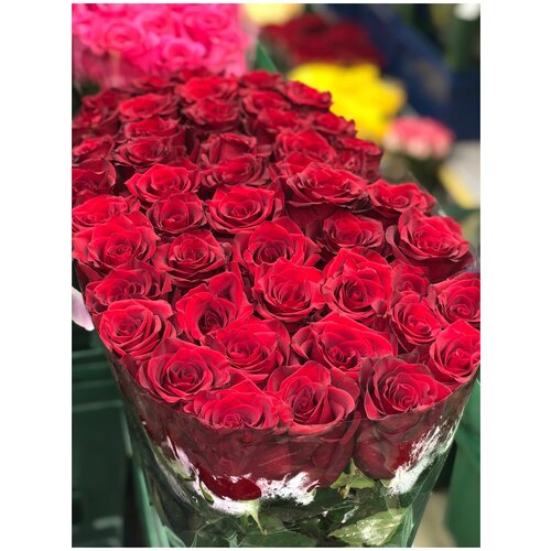 Розы красные/бордовые (Эквадор) 51 шт. в целлофане
