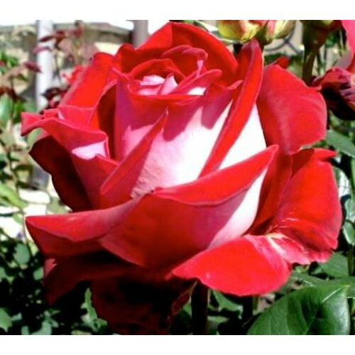 Роза Чайно-гибридная Luxor, Саженцы, С2 (2 литра), ЗКС - Кустарники лиственные роза чайно гибридная blush саженцы с2 2 литра зкс кустарники лиственные