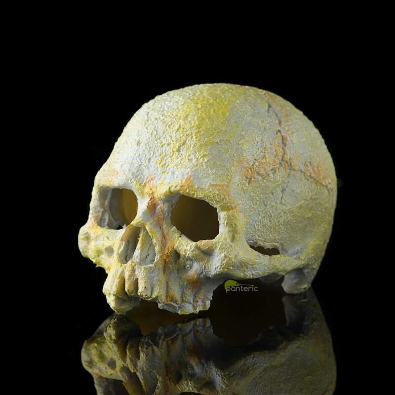 Укрытие для рептилий Череп Примата Hagen Exo-Terra Primate Skull, small