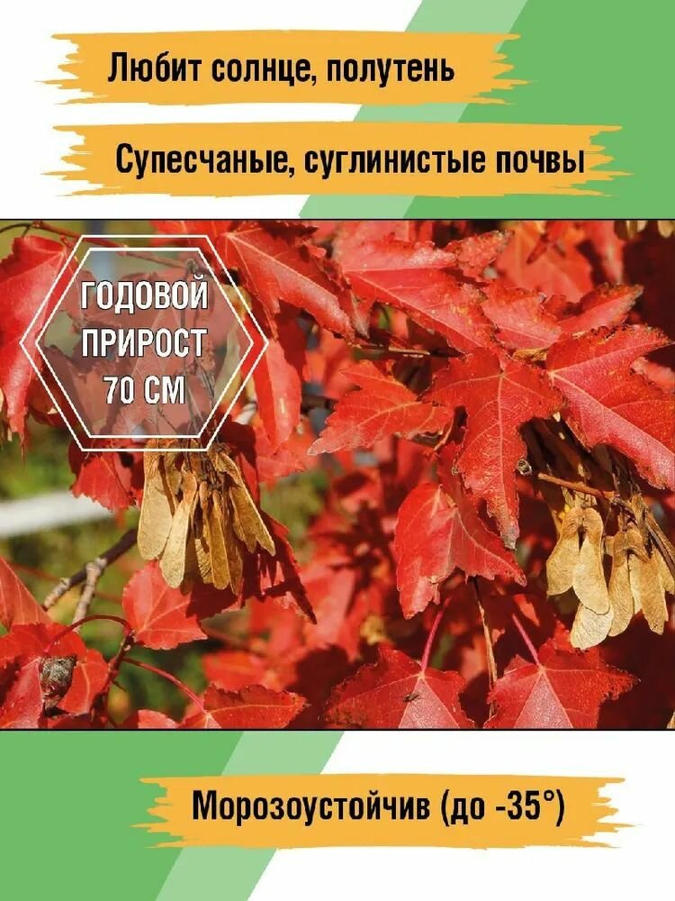 Саженцы Клен Гиннала