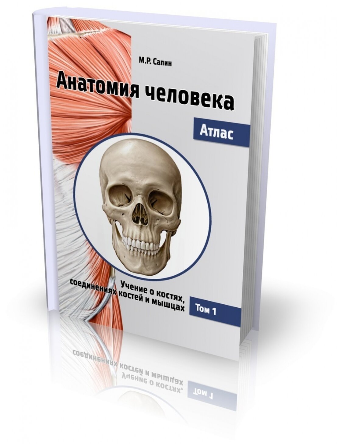 Анатомия человека. Атлас. В 3-х томах. Том 1. Учение о костях, соединениях костей и мышцах - фото №2