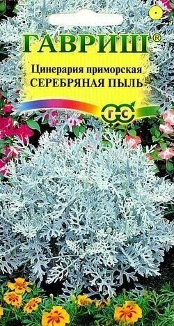 Цинерария приморская серебряная пыль. Семена. Эффектное серебристое растение для клумб цветников и бордюров высотой до 15 см.