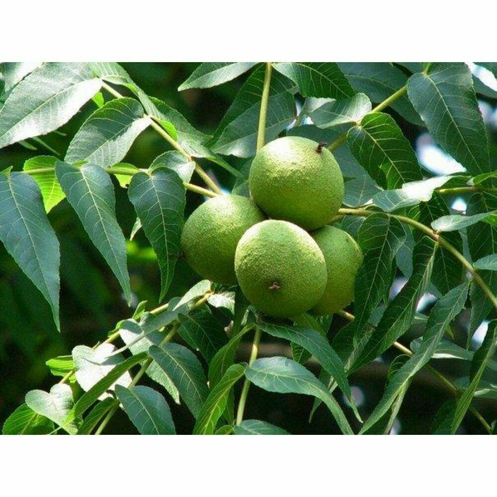 Черный орех (лат. Juglans nigra) семена 10шт + подарочек