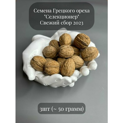 Семена Грецкого ореха Селекционер для посадки, 3 семени (примерно 50 грамм) семена грецкого ореха селекционер