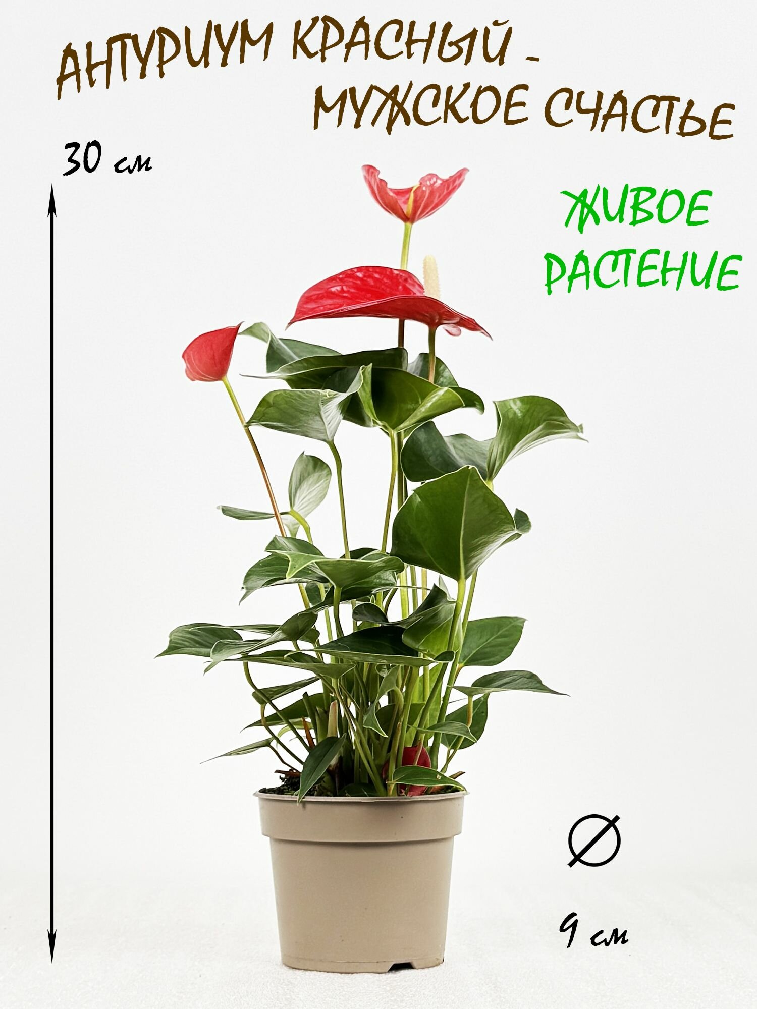 Антуриум красный в горшке высота 30-35см