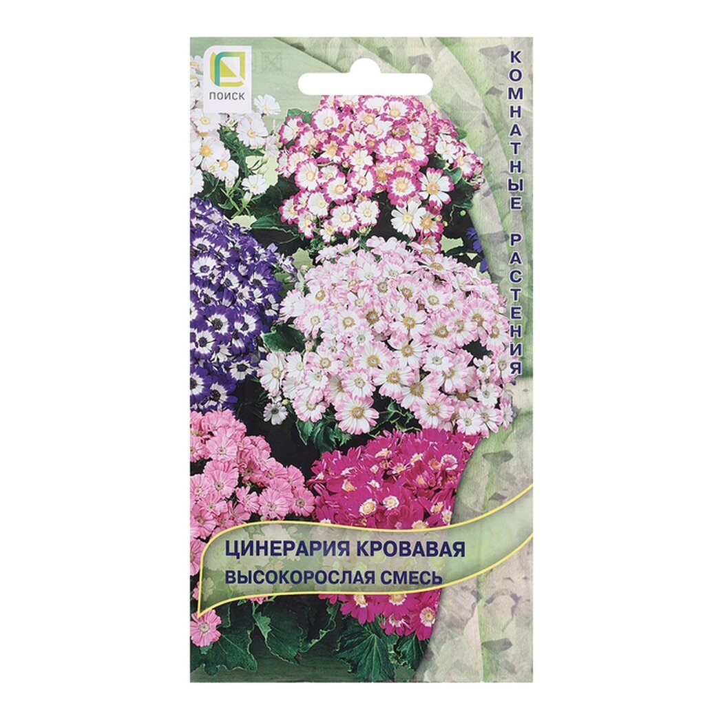 Семена цветов Цинерария высокорослая 