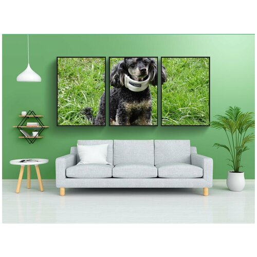 фото Набор модулных постеров для интерьера "пудель, ерш, собака" 60x90 см. в тубусе, без рамки lotsprints