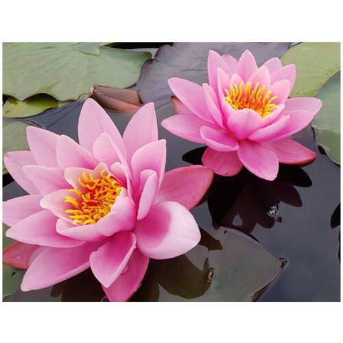 Картина мозаикой розовые кувшинки (10 цветов) 15*20 см