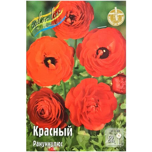 Ранункулюс красный 10 шт