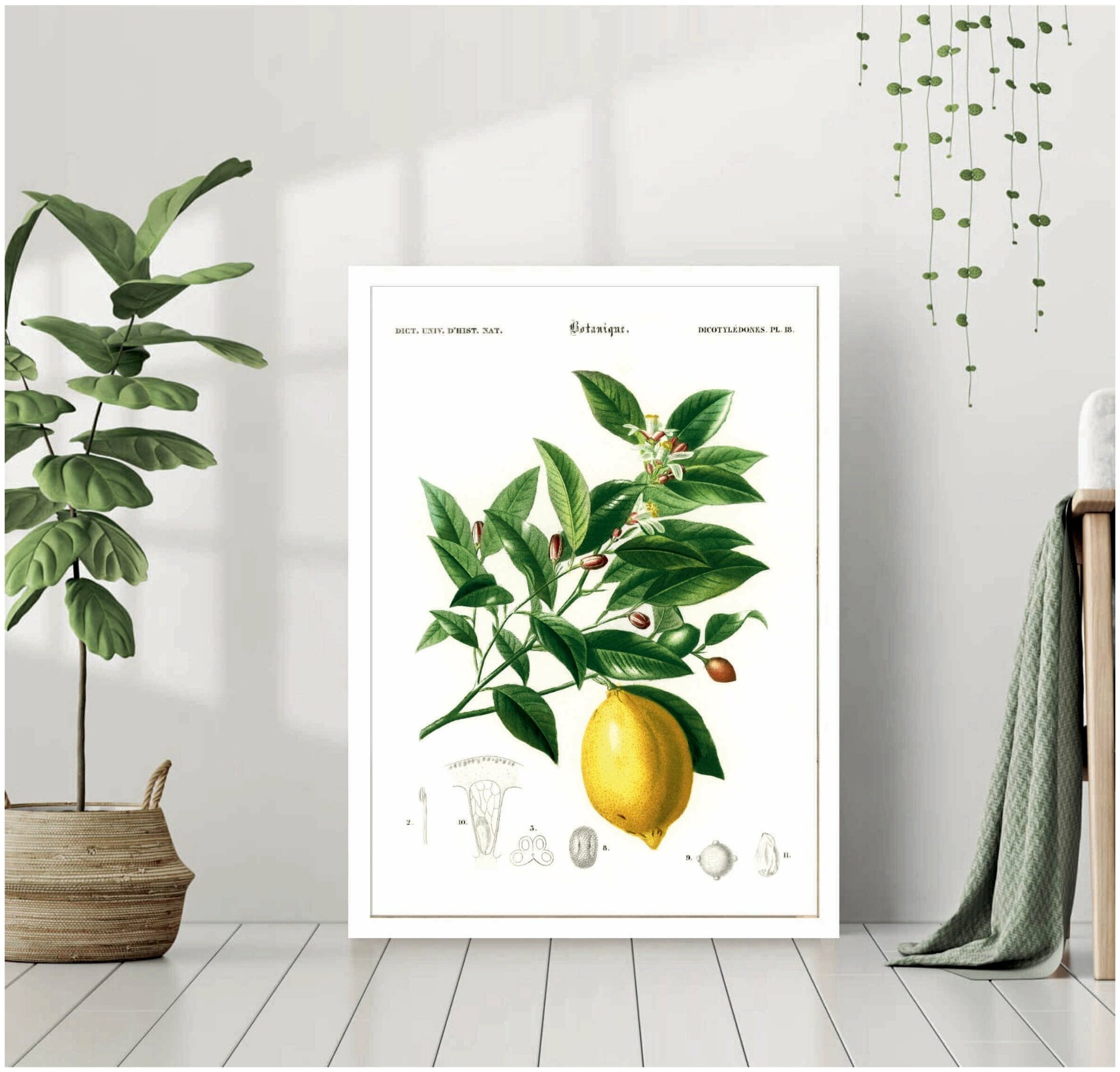 Постер В рамке "Лимон в разрезе, ботаническая иллюстрация" 40 на 50 (белая рама) / Картина для интерьера / Плакат / Постер на стену