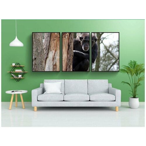 фото Набор модулных постеров для интерьера "шимпанзе, зоопарк, обезьяна" 60x90 см. в тубусе, без рамки lotsprints