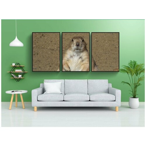 фото Набор модулных постеров для интерьера "грызун, сурок, животные" 60x90 см. в тубусе, без рамки lotsprints