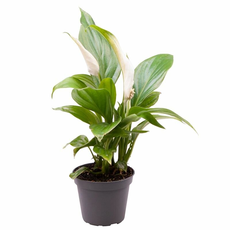 Спатифиллум Перл Купидо 7*25, живое комнатное растение в горшке