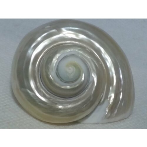 Морской сувенир, натуральная перламутровая ракушка Турбо 5х4,5 см