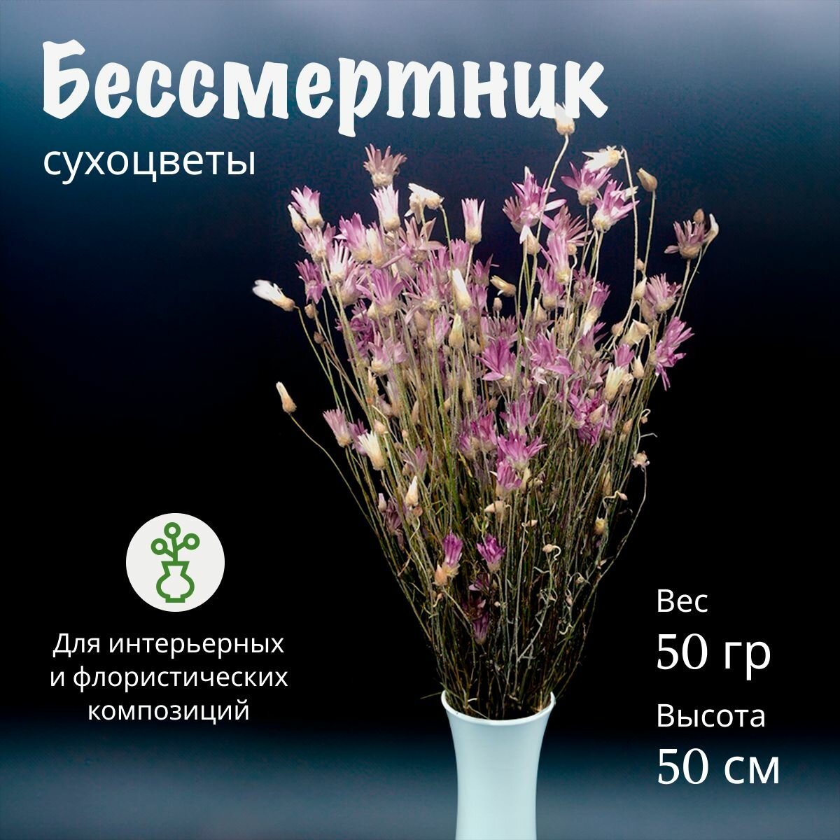 Сухоцвет для декора Бессмертник фиолетовый, букет из сухоцветов гелихризум