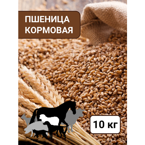 Пшеница кормовая для птиц и животных 10 кг