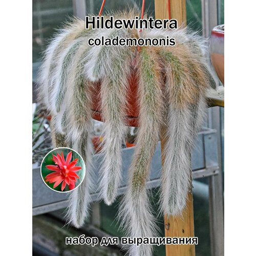 Кактус Hildewintera colademononis набор для выращивания (семена, грунт, горшочек, инструкция по посеву).