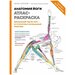 Эксмо Анатомия йоги: атлас-раскраска. Визуальный гид по телу — от структуры к осознанной практике. Солоуэй К.