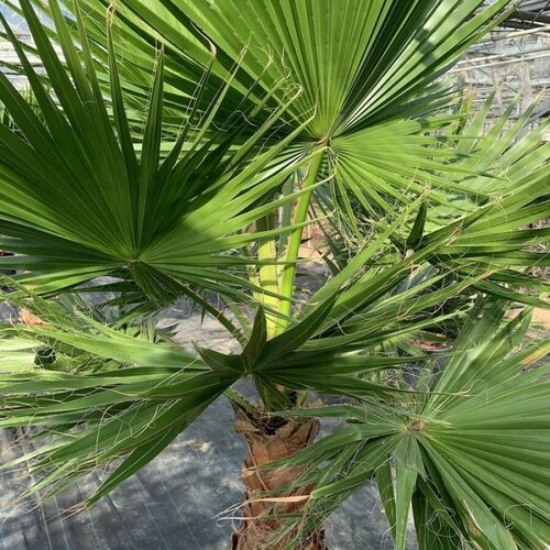 Семена Пальма Вашингтония робуста (мощная) / Washingtonia robusta, 5 штук