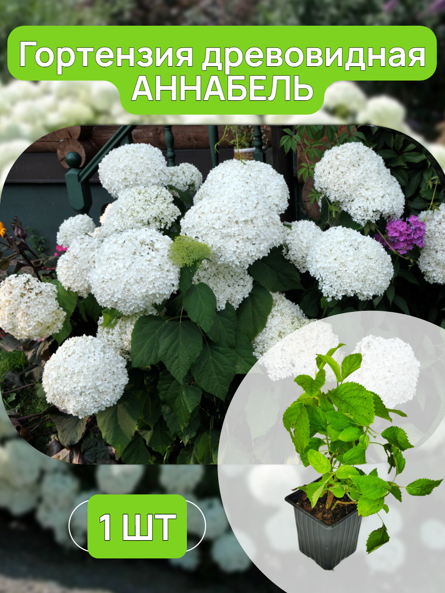 Гортензия древовидная...