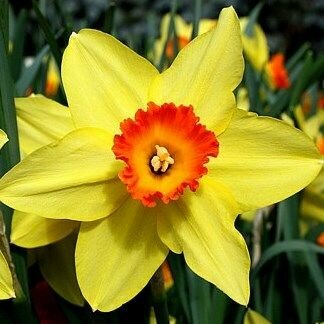 Нарцисс Тиритомба кремовый 5 шт