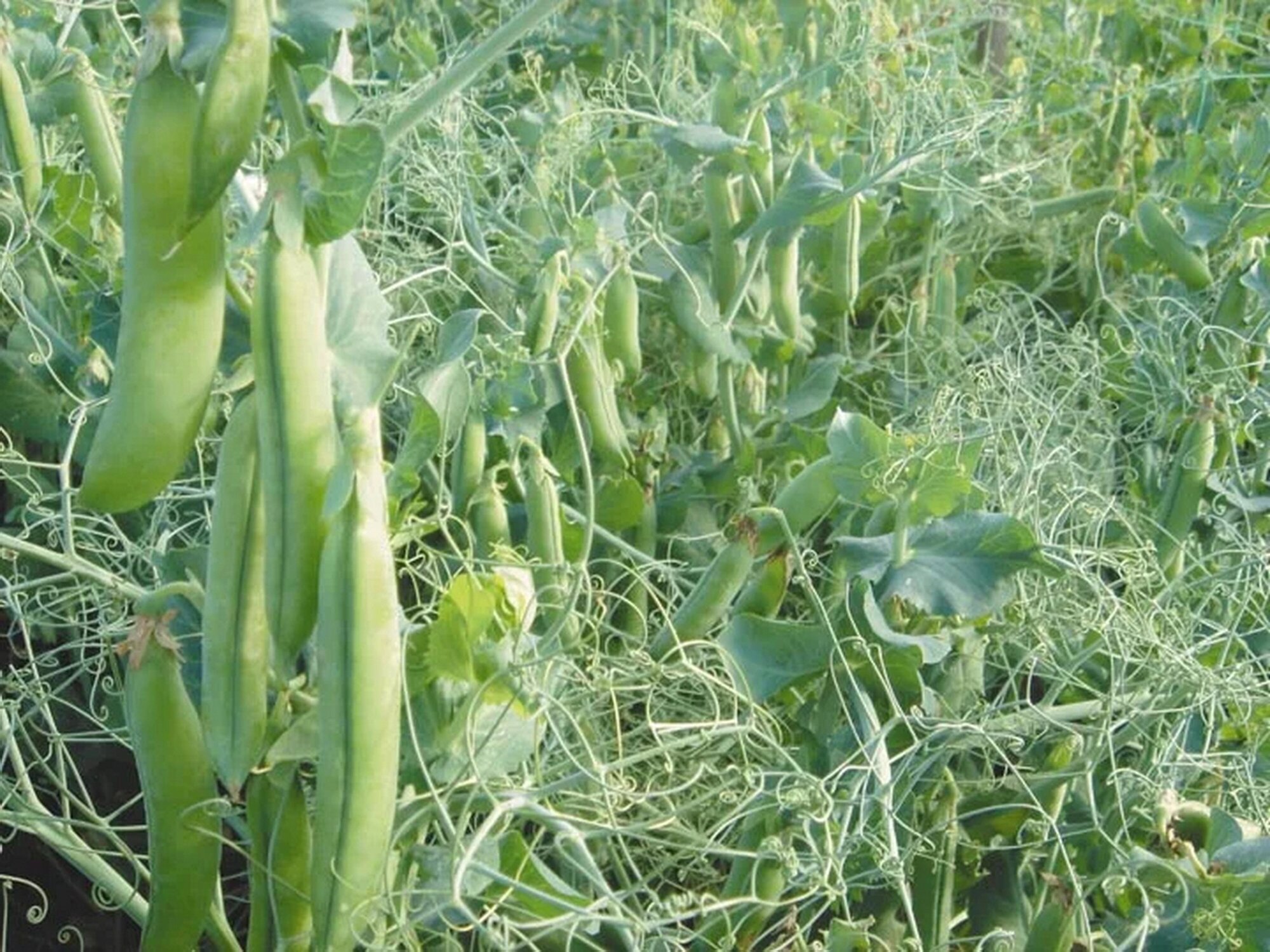 Семена горох Plant Сахарный 1 уп. - купить в МосЭкспресс, цена на Мегамаркет