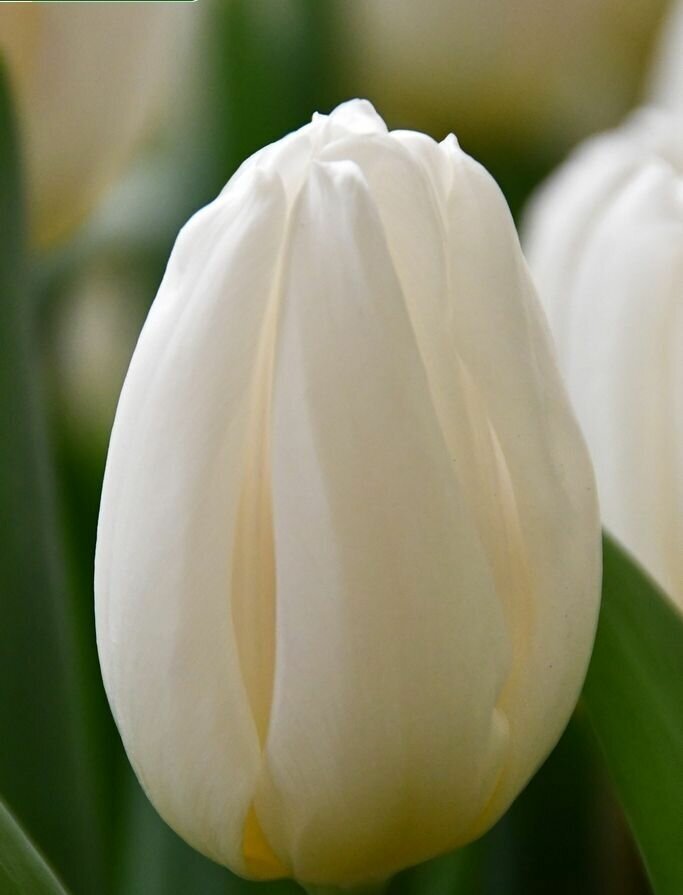 Луковицы тюльпана White Flag (3шт.) - фотография № 1