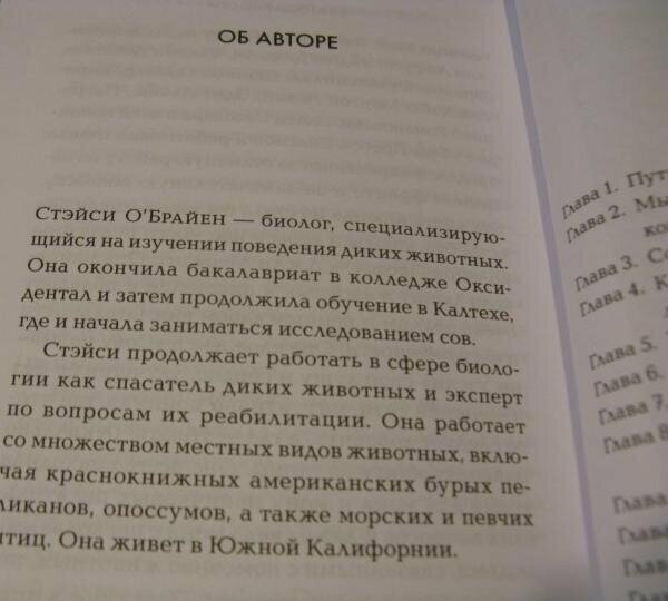 Сова по имени Уэсли. История любви совы и человека - фото №7