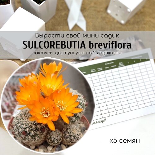 Семена миниатюрного, красивоцветущего кактуса Сулькоребуция (Sulcorebutia breviflora) с крупными цветами насыщенного оранжевого цвета