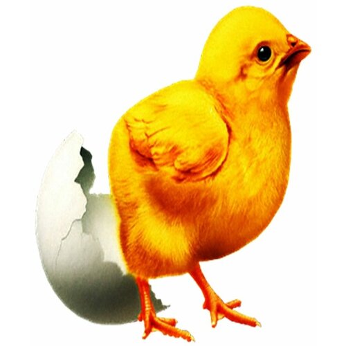 Картина по номерам Пасхальный цыпленок 40х50 см