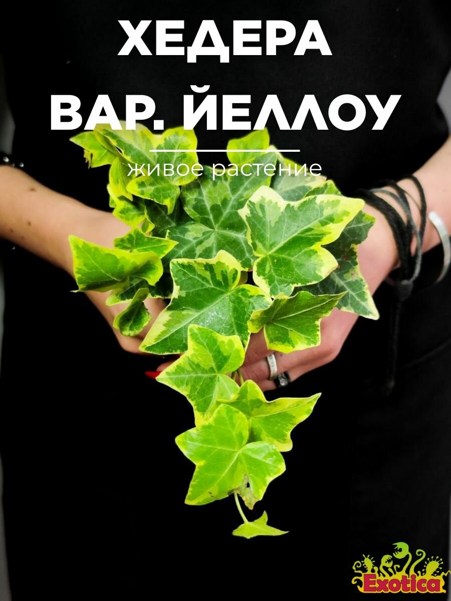 Хедера Хеликс Вариегата Йеллоу (Hedera Helix Variegata Yellow) D6см