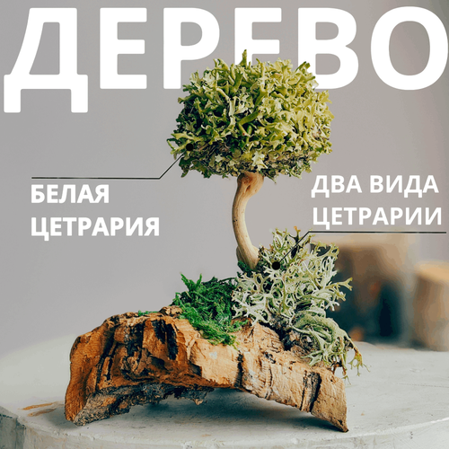 Цетрария дерево, мох живой, сухоцветы для декора, 12 см / Оригинальный подарок мужчине, женщине, для дома, комнатное дерево интерьерное