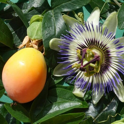 Семена Пассифлора голубая (страстоцвет) / Passiflora caerulea, 5 штук