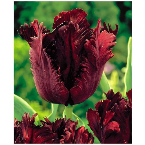 Тюльпан попугайный Блэк Пэррот, 3 луковицы