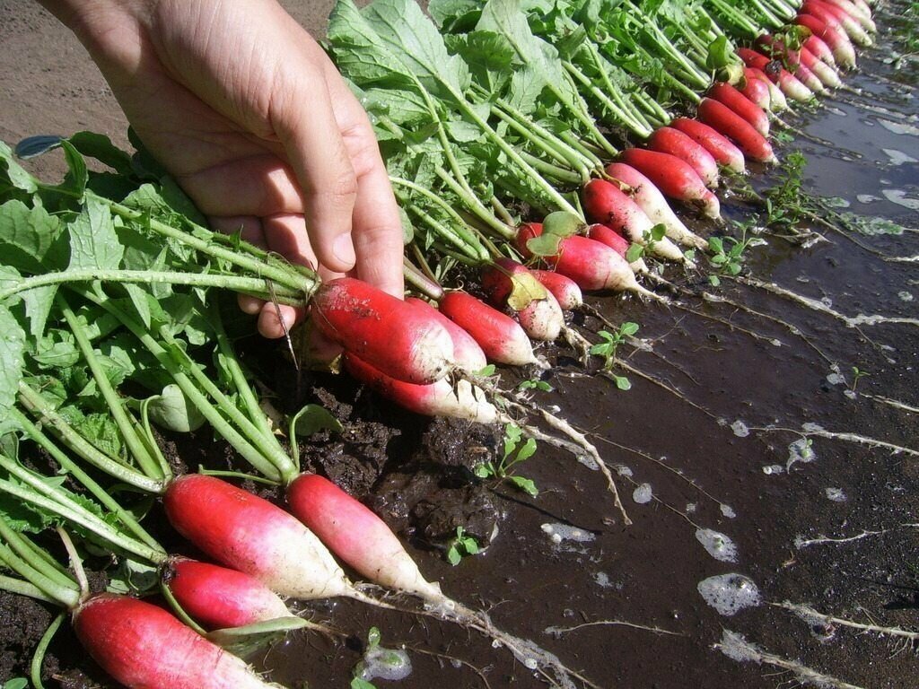 Удобрение ОЖЗ, "Гуми-Оми", для картофеля, моркови, редиса, свеклы, репы, редьки, 0,7 кг - фотография № 9