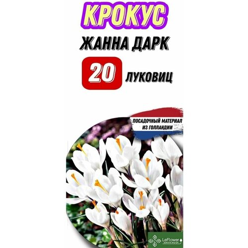 Крокус Луковица, Жанна Дарк, 20шт