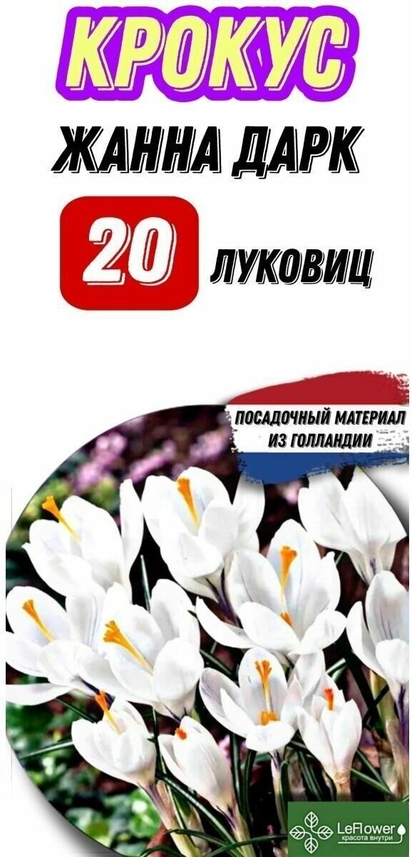 Крокус Луковица Жанна Дарк 20шт (Крокусы)