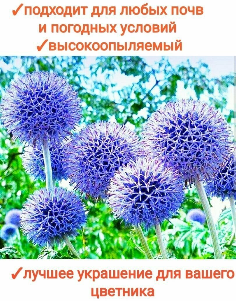 Картинки Мордовник семена отборные с пасеки, медонос/сидерат для сада/ 30шт, premium1