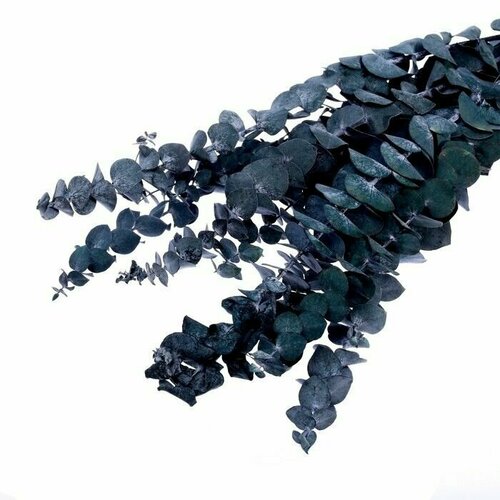 Сухоцвет Эвкалиптовое дерево , голубой, 10 шт. в упаковке