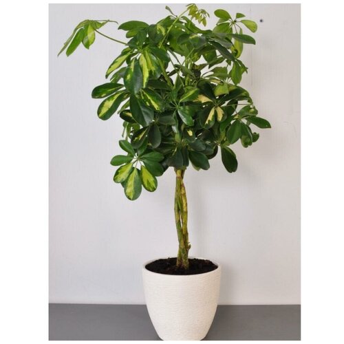 Шефлера в кашпо 10500₽